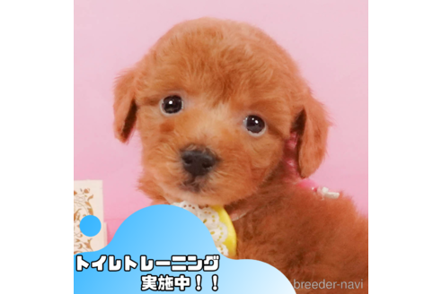 成約済ののトイプードル-348940