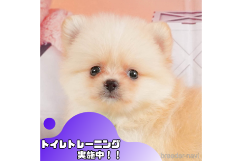 成約済ののポメラニアン-348941