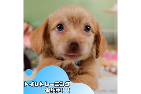 成約済ののチワックス:チワワ×ミニチュアダックスフンド-348948