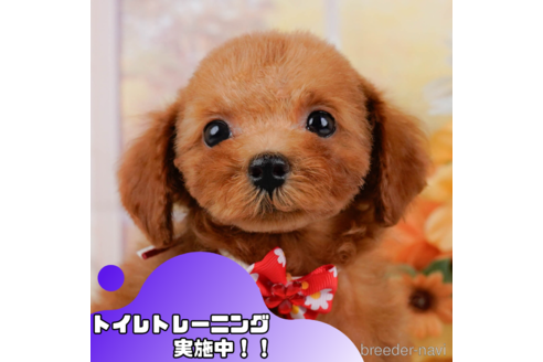 成約済ののトイプードル-348951