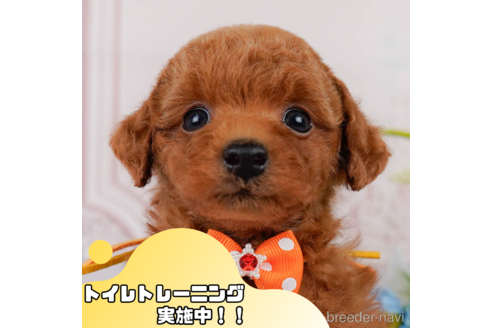 成約済の静岡県のトイプードル-348953の1枚目