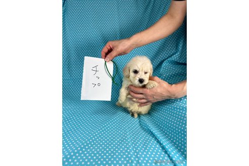 成約済の北海道のミックス犬-348973の4枚目