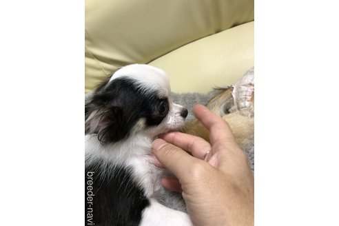 成約済の高知県のチワワ(ロングコート)-329761の2枚目