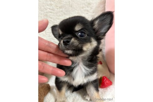 成約済の滋賀県のチワワ(ロングコート)-346588の9枚目