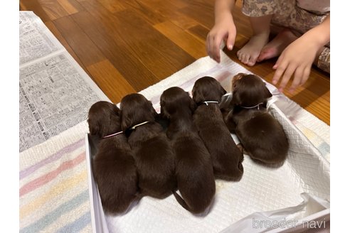 成約済の熊本県のミニチュアダックスフンド(ロングヘアード)-349021の4枚目