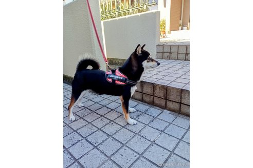 成約済の和歌山県の豆柴-349024の4枚目