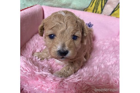 成約済の長野県のミックス犬-347229の4枚目