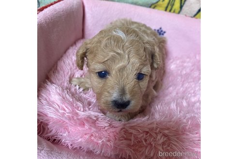 成約済の長野県のミックス犬-347229の5枚目