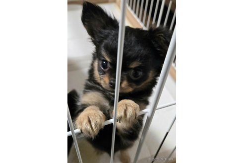 成約済の滋賀県のチワワ(ロングコート)-346762の18枚目