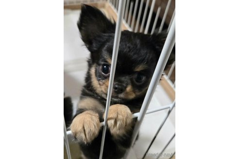 成約済の滋賀県のチワワ(ロングコート)-346762の17枚目