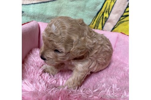 成約済の長野県のミックス犬-347231の1枚目