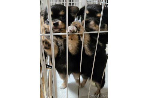 成約済の滋賀県のチワワ(ロングコート)-341107の6枚目