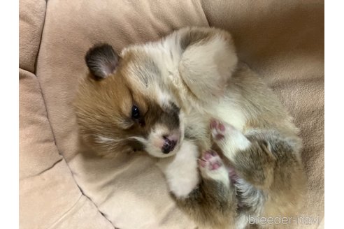 成約済の埼玉県のウェルシュコーギーペンブローク-349040の2枚目