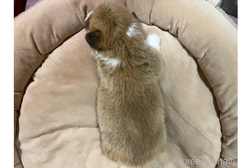 成約済の埼玉県のウェルシュコーギーペンブローク-349040の3枚目