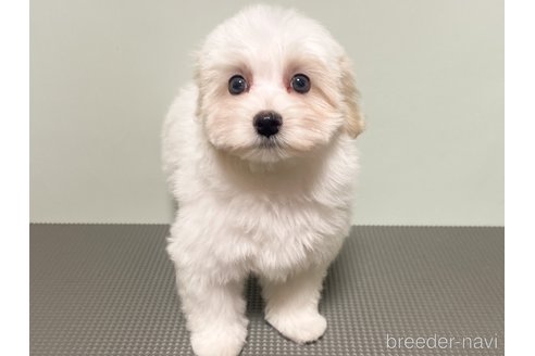 成約済の神奈川県のマルプー:マルチーズ×トイプードル-339741の2枚目