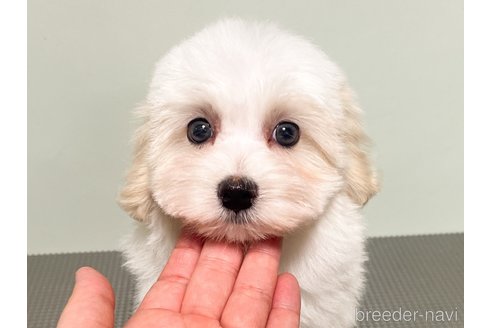 成約済の神奈川県のマルプー:マルチーズ×トイプードル-339741の3枚目