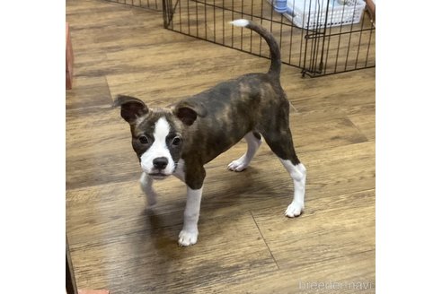 成約済の京都府のミックス犬-336273の4枚目