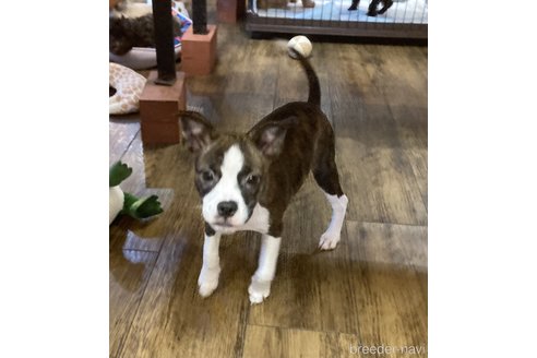 成約済の京都府のミックス犬-336273の3枚目