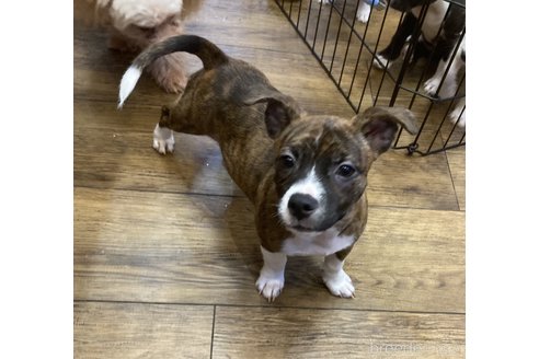 成約済の京都府のミックス犬-336264の3枚目