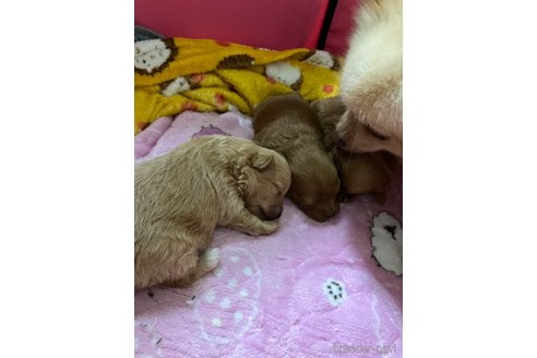成約済の滋賀県のポメプー:ポメラニアン×トイプードル-347631の23枚目