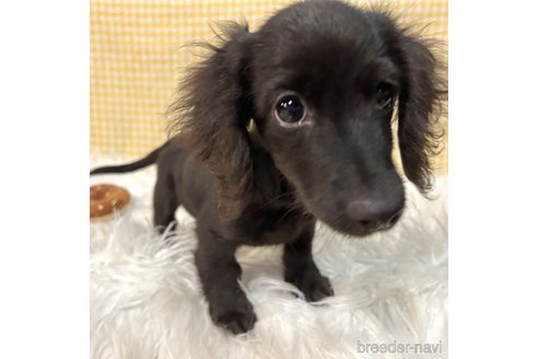 成約済の栃木県のミニチュアダックスフンド(ロングヘアード)-339726の7枚目