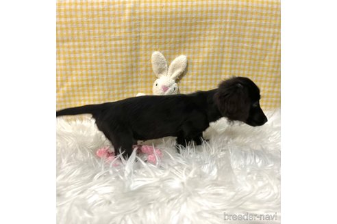 成約済の栃木県のミニチュアダックスフンド(ロングヘアード)-339726の6枚目
