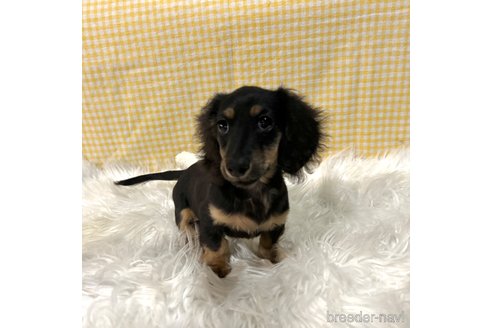 成約済の栃木県のミニチュアダックスフンド(ロングヘアード)-339717の31枚目