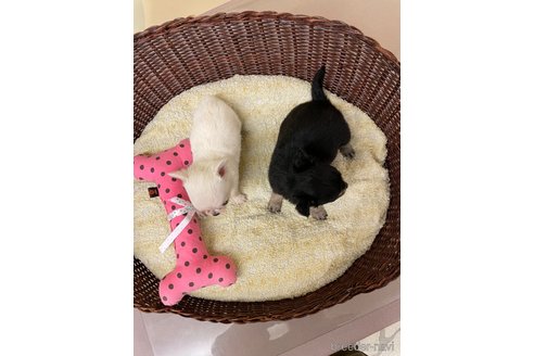 成約済の愛知県のチワワ(ロングコート)-349062の4枚目