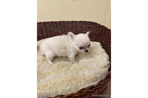 成約済の愛知県のチワワ(ロングコート)-349062の5枚目