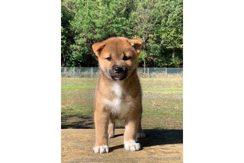 成約済の三重県の柴犬-349085の2枚目