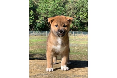 成約済の三重県の柴犬-349085の3枚目