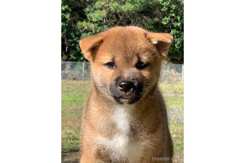 成約済の三重県の柴犬-349085の4枚目
