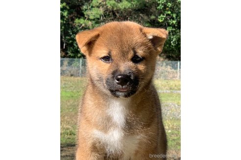 成約済のの柴犬-349085