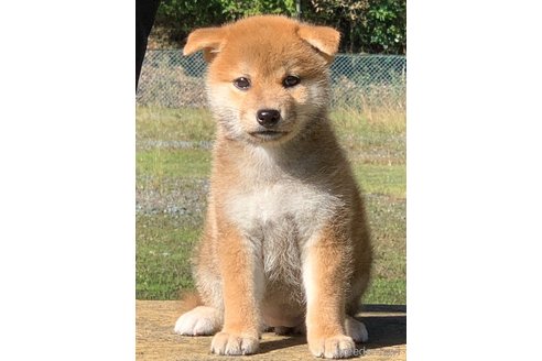 成約済の三重県の柴犬-349087の3枚目