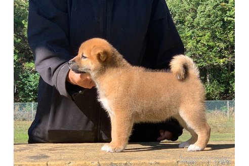 成約済の三重県の柴犬-349089の3枚目