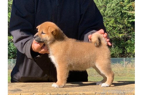 成約済の三重県の柴犬-349089の5枚目