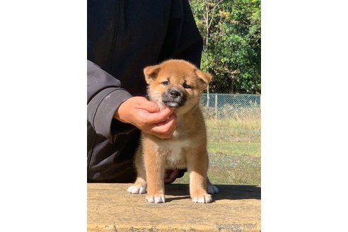 成約済の三重県の柴犬-349089の6枚目