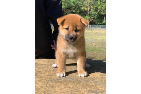 成約済の三重県の柴犬-349089の7枚目