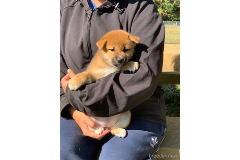 成約済の三重県の柴犬-349089の2枚目