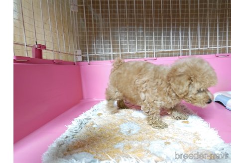 成約済の広島県のティーカッププードル-345327の2枚目