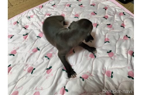 成約済の宮城県のイタリアングレーハウンド(イタグレ)-349103の3枚目