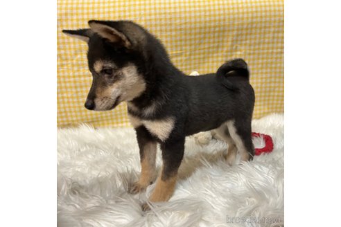 成約済の栃木県の柴犬-343688の10枚目