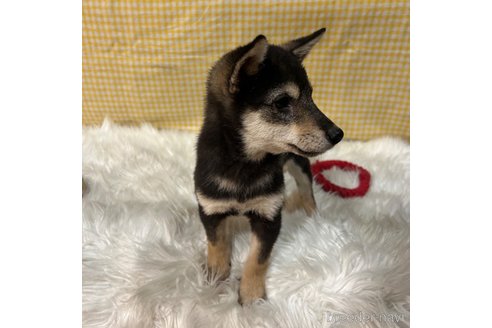 成約済の栃木県の柴犬-343688の9枚目