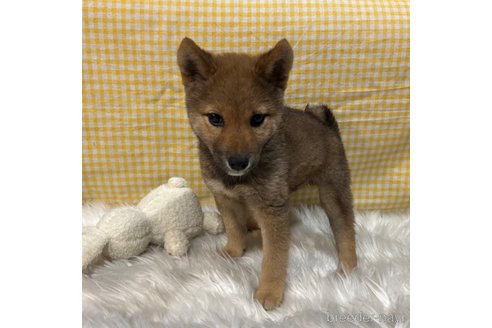 成約済の栃木県の柴犬-343749の15枚目