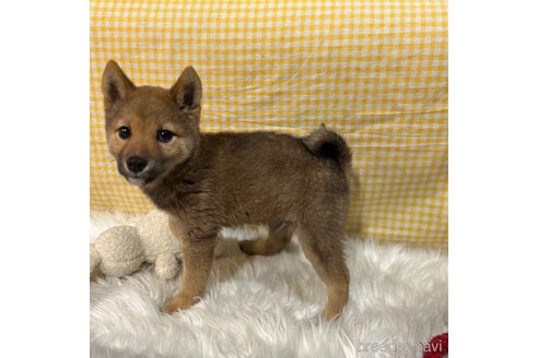 成約済の栃木県の柴犬-343749の14枚目