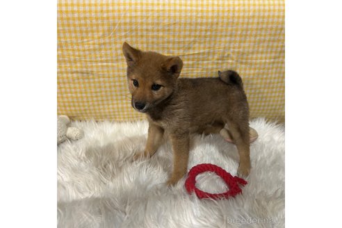 成約済の栃木県の柴犬-343749の13枚目