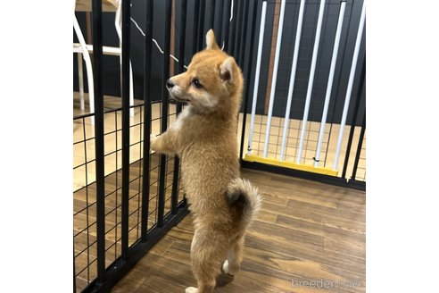 成約済の栃木県の柴犬-343750の23枚目