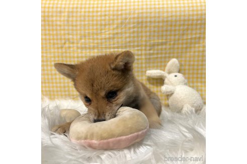 成約済の栃木県の柴犬-343750の22枚目