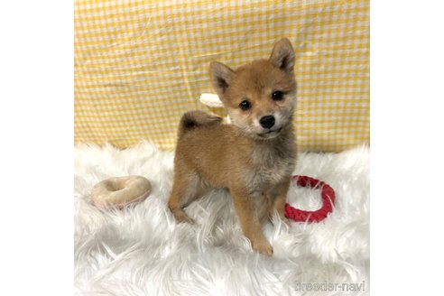 成約済の栃木県の柴犬-343750の20枚目