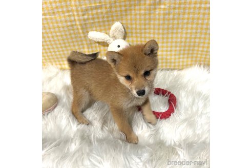 成約済の栃木県の柴犬-343750の21枚目